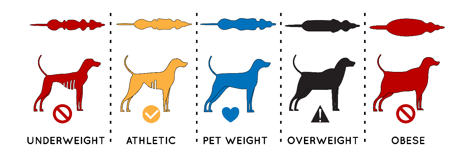 Body Scale